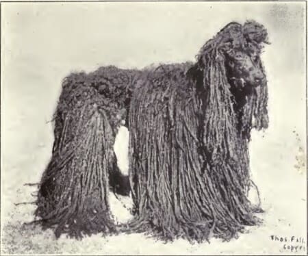 corded poodle