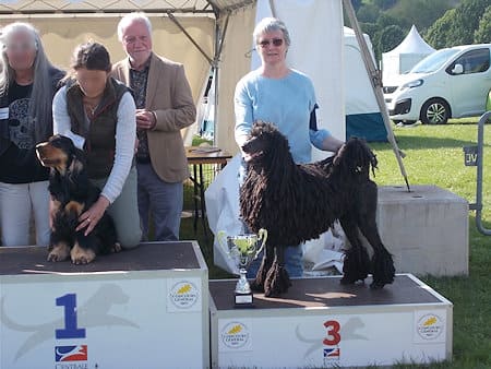 Romanos, grand caniche cordé noir à l'exposition d'evreux 2024. 3ème meilleur chien de l'exposition 