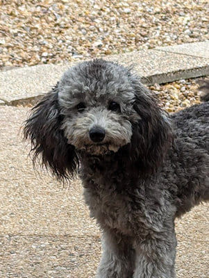 udelle, caniche naine grise à vendre en région centre