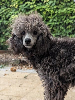 Una, caniche naine grise à vendre en région centre