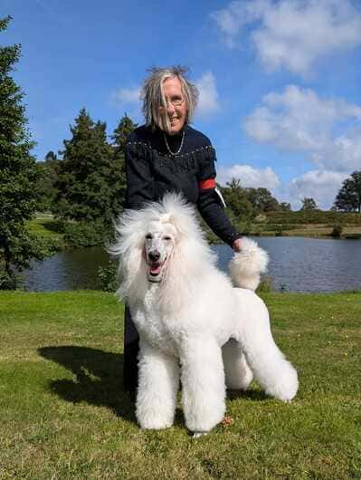 Grand caniche royal blanc en exposition nationale d'élevage