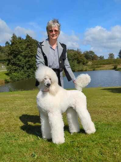 Grand caniche royal blanc en exposition nationale d'élevage