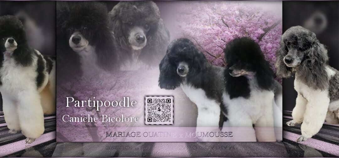 Chiots caniches Ouatine 2025