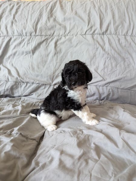 Alenza, chiot caniche disponible