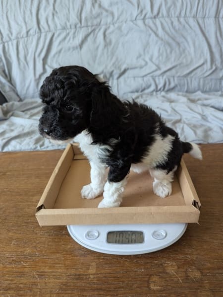 chiot caniche nain bicolore