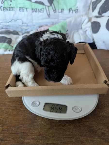 Alenza la gentille caniche naine