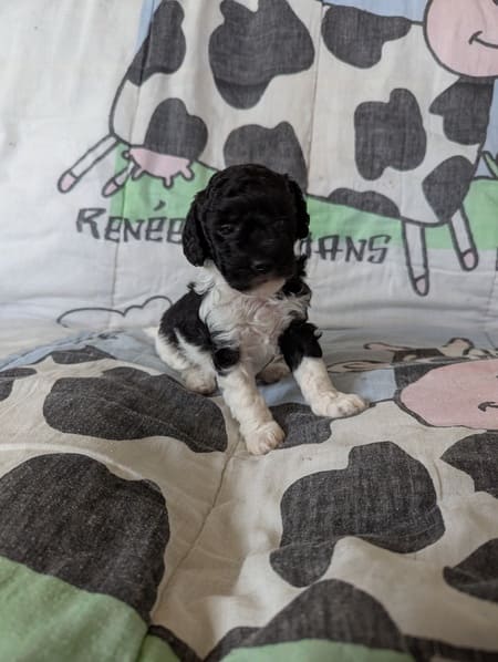 Alenza la gentille caniche