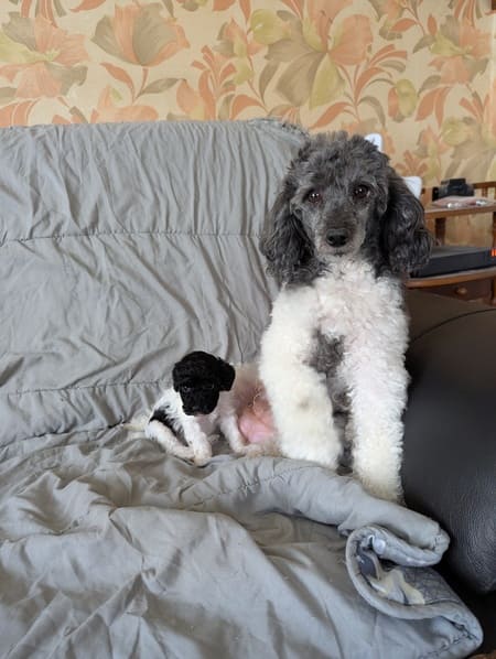 Arry et chienne caniche