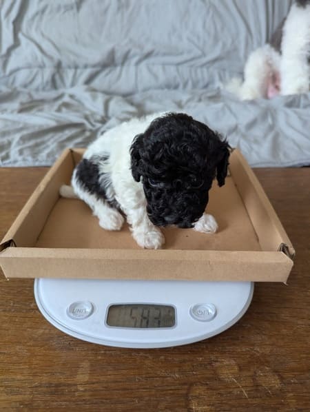 chiot caniche toy bicolore
