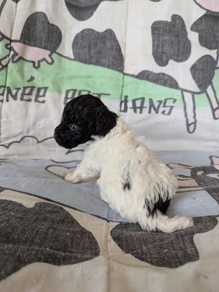 Arry le caniche toy