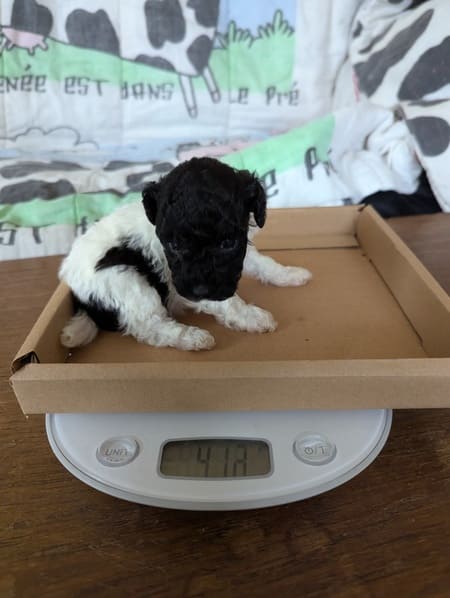 Arry le caniche toy noir et blanc