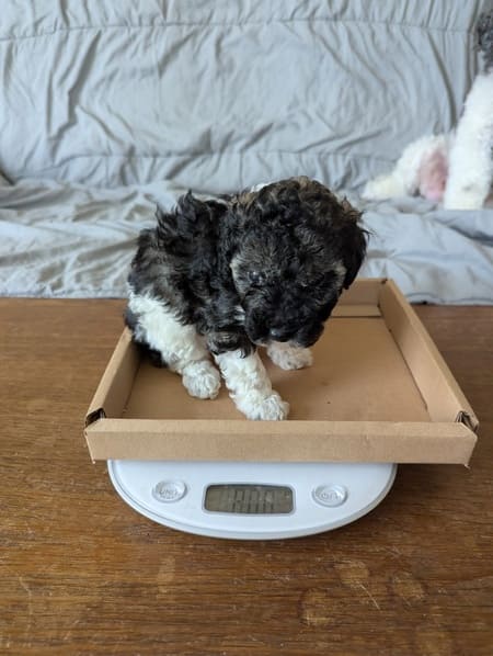 chiot caniche sable et blanc