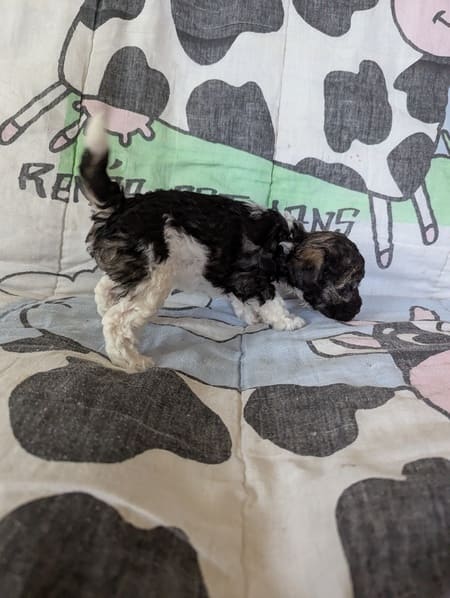 Avanna la caniche sable