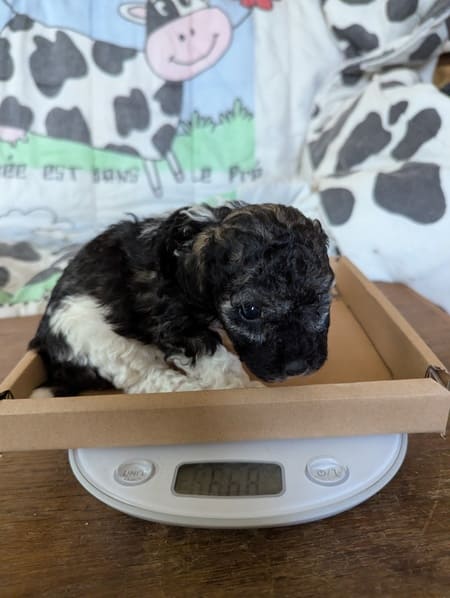 Avanna la caniche sable, toute petite naine ou toy