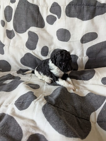 chiot caniche femelle noire et blanche