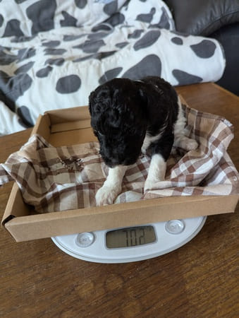 chiot caniche femelle noire et blanche