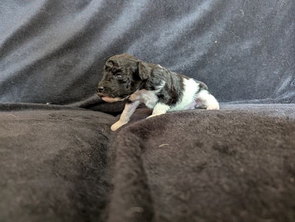 élevage chiot caniche loiret