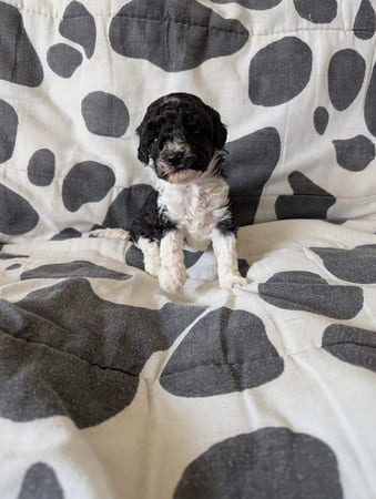 chiot caniche nain particolore