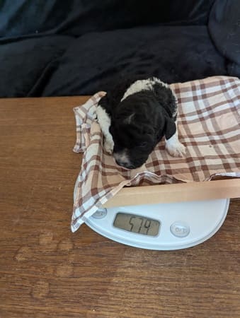 chiot caniche femelle bicolore noir et blanc