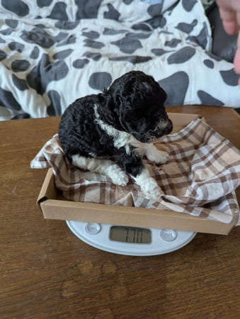 chiot caniche nain particolore
