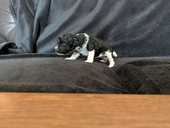 chiots caniche femelle bicolore noir et blanc