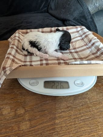 chiot caniche toy bicolore