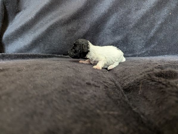 chiot caniche toy bicolore