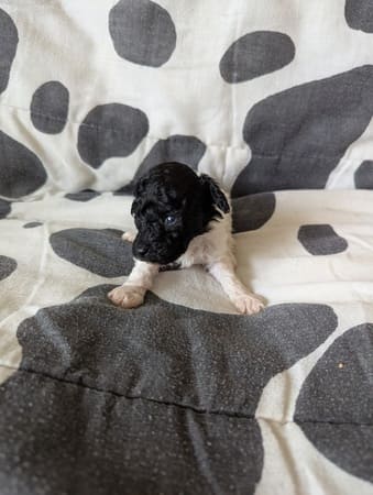 chiot caniche toy noir et blanc