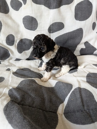 chiot caniche nain sable et blanc