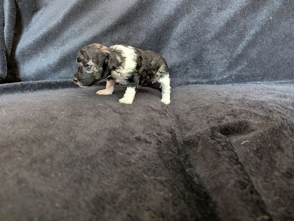 chiot caniche nain sable et blanc