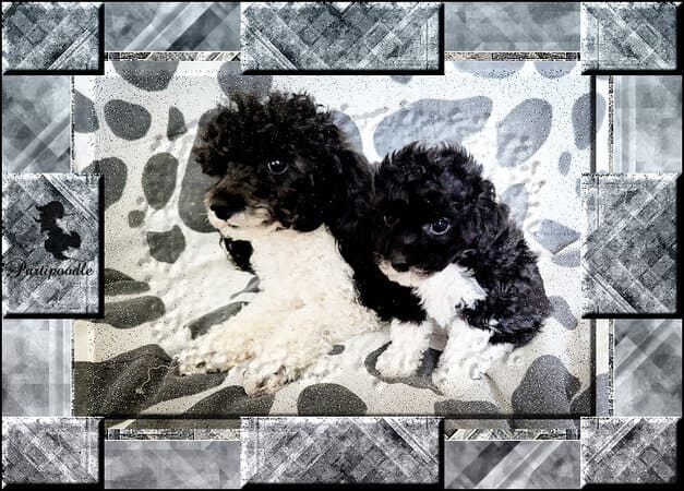 chiot caniche nain
