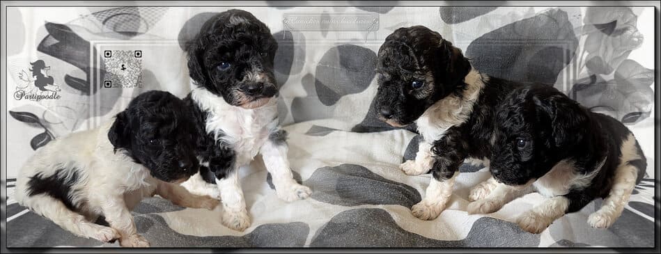 chiot à vendre caniche nain bicolore chiot à vendre caniche nain bicolore