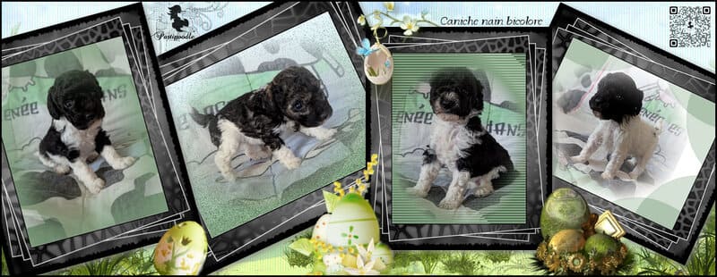 élevage caniche élevage caniche