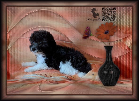 chiot caniche à vendre 