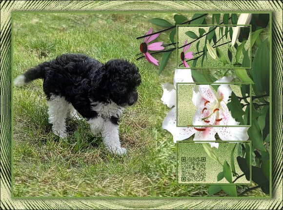 chiot caniche à vendre 