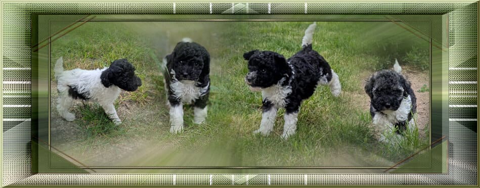 chiot caniche à vendre