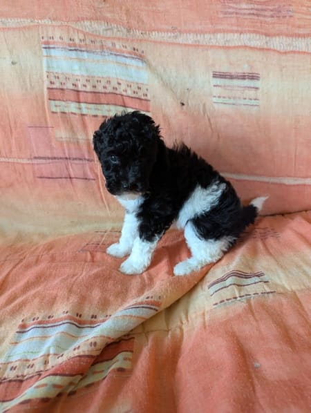 chiot caniche noir et blanc bicolore particolore disponible