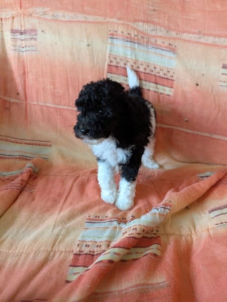 chiot caniche noir et blanc bicolore particolore disponible