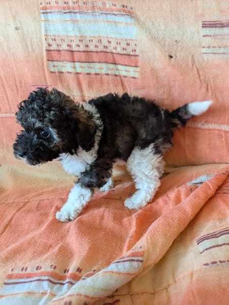 chiot petit caniche sable et blanc