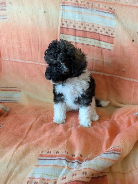 chiot petit caniche sable et blanc