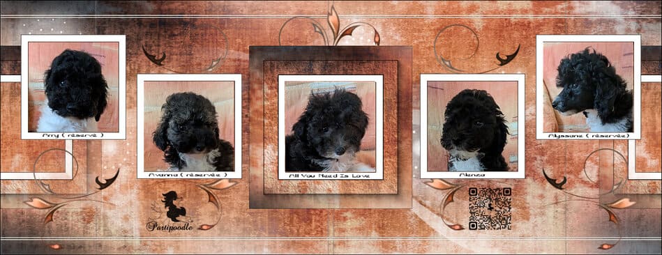 chiots caniches partipoodle chiots caniches partipoodle