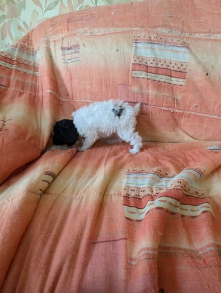 élevage chiot caniche toy bicolore
