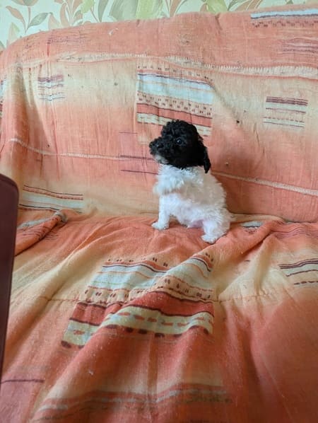 élevage chiot caniche toy bicolore