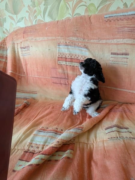 élevage familial caniche