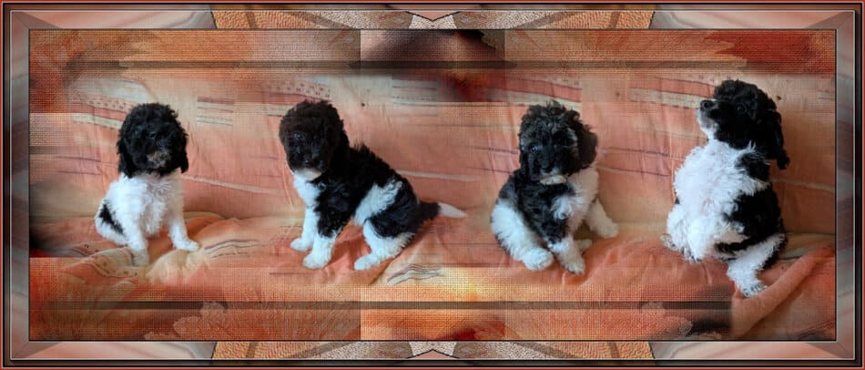 header bonus2 - 17 (1) chiots caniches nains à vendre