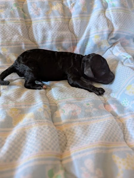 chiot caniche nain