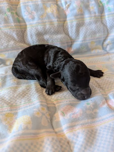 chiot à vendre