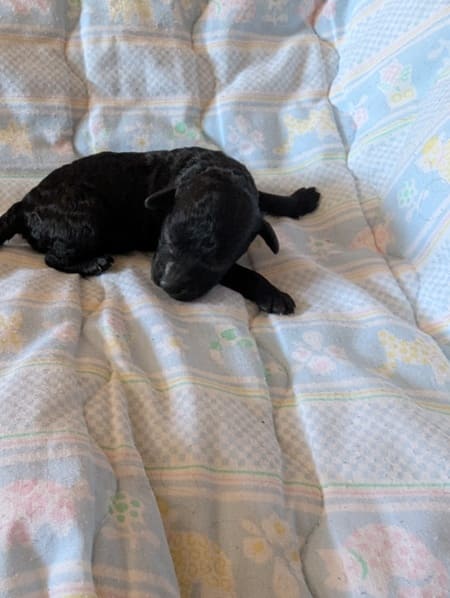 caniche loiret
