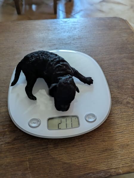 chiot caniche nain
