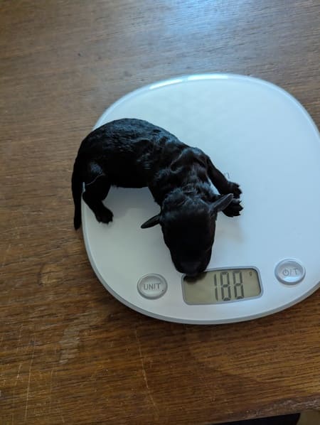 chiot caniche à réserver